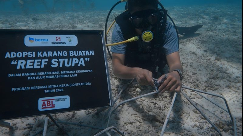 PT Berau Coal dan Mitra Kembali Transplantasi 1.000 Terumbu Karang Buatan di Pulau Maratua, Target Pemulihan Ekosistem Laut