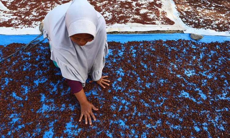 Harga Cengkeh Kering di Sabang Anjlok ke Rp106 Ribu per Kilogram, Petani Terpukul Akibat Cuaca Hujan Berkepanjangan