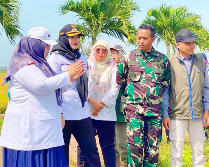 Panen Padi Modern PM-AAS di Bangka Selatan, Wabup Debby Targetkan Basel Jadi Lumbung Pangan Babel