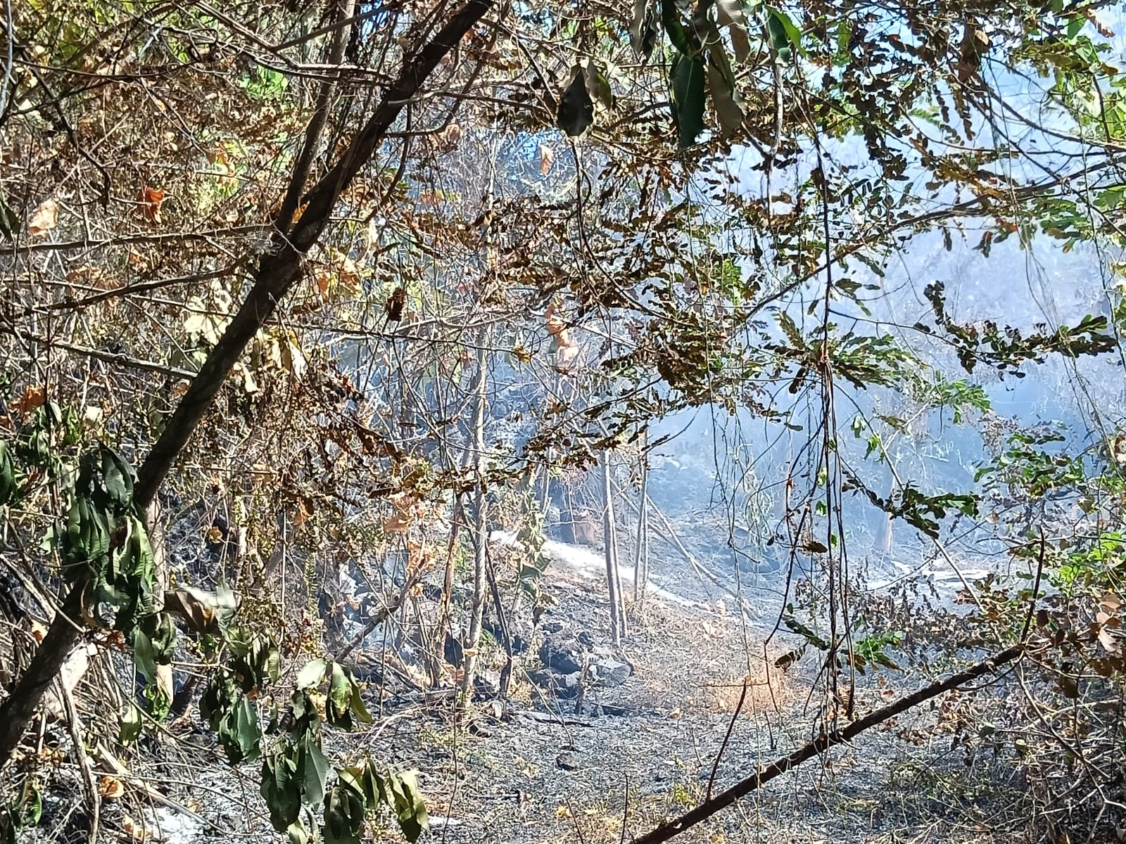 Kebakaran Lahan di Lereng Kelurahan Tarau Ternate, 2 Unit Damkar Dikerahkan ke Lokasi Curam