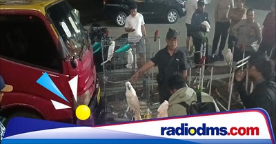 Polda Maluku Gagalkan Perdagangan 57 Burung Endemik dari Rumah Kontrakan di Ambon, Pelaku Ditangkap
