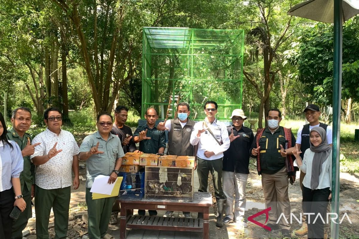 BKSDA Bali Gagalkan Penyelundupan 124 Ekor Burung di Pelabuhan Gilimanuk, Ditemukan di Dalam Bus