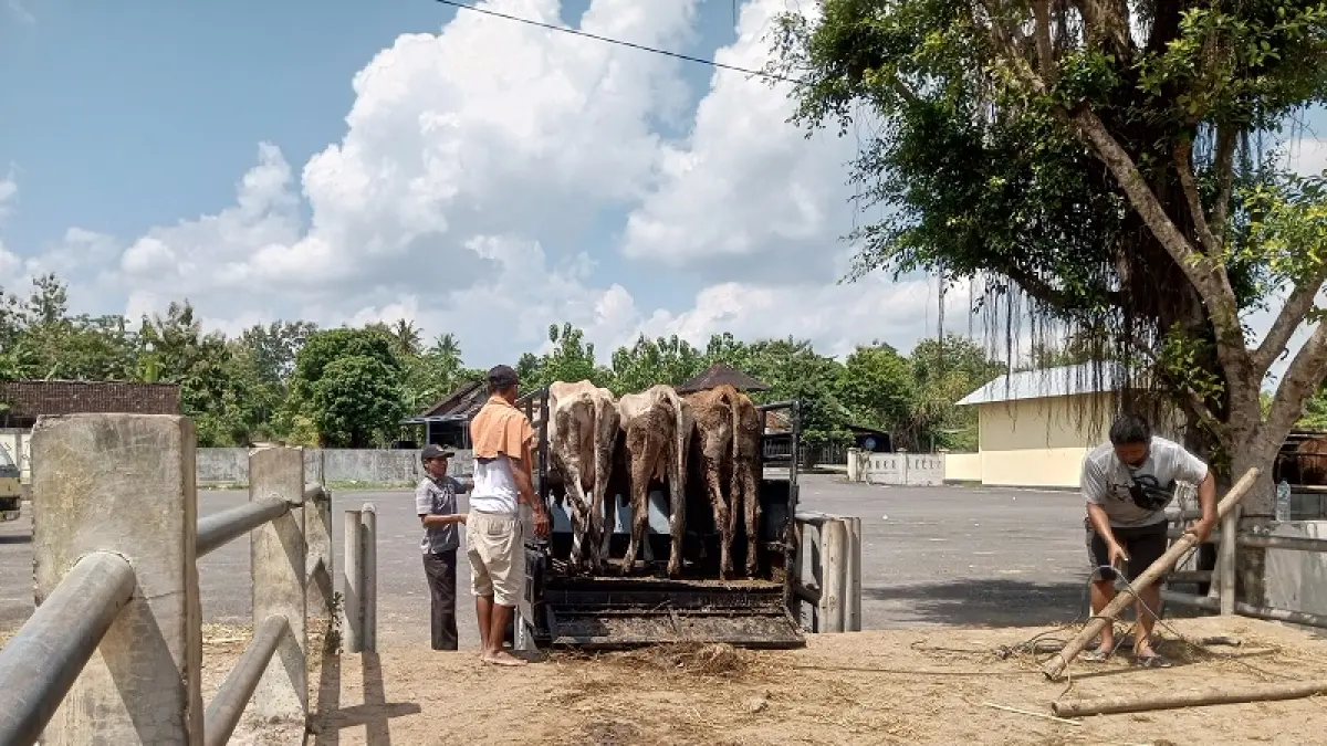 Jelang Idul Adha, Pasar Hewan Siyonoharjo Gunungkidul Diserbu Peternak, Pemkab Perketat Syarat SKKH