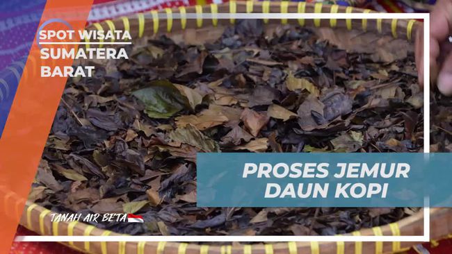 Proses Menjemur Daun Kopi di Sumatera Barat Jadi Kawa Daun, Disangrai Sebelum Diseduh