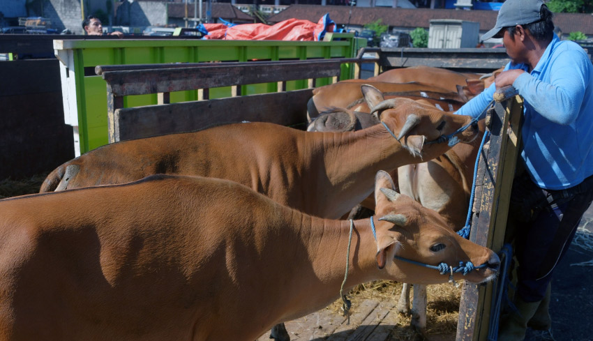8.000 Ekor Sapi Bali Ludes Terjual dari Pasar Hewan Beringkit Badung Jelang Idul Adha 1447 H, Harga Capai Rp40 Juta