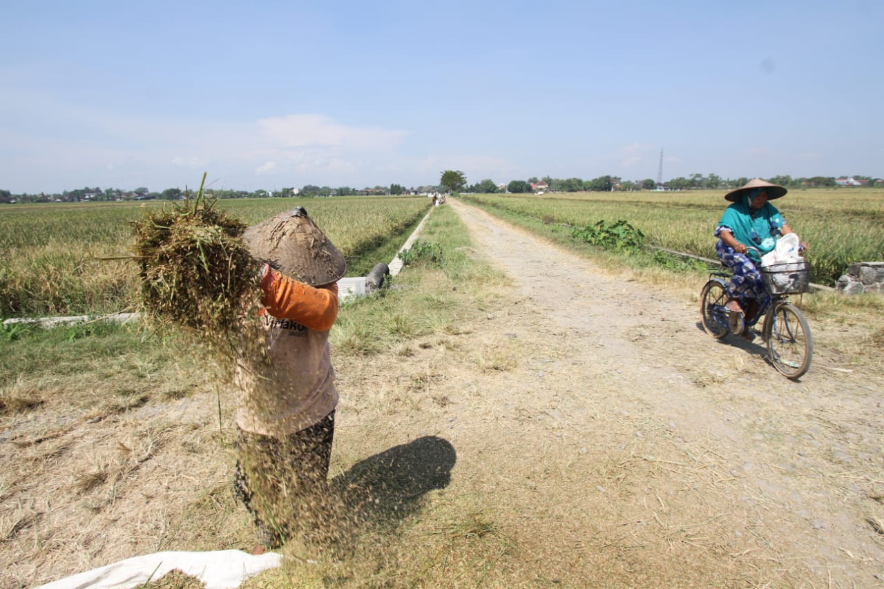 Harga Gabah di Sukoharjo Tembus Rp 7.800 Per Kilogram, Petani Masih Untung di Atas HPP