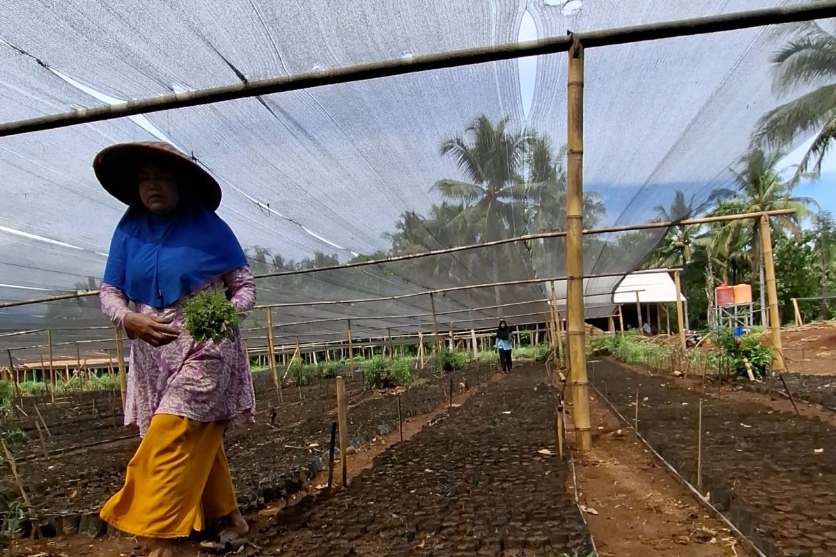 OJK Catat Penyaluran KUR di Lampung Tembus Rp4,35 Triliun hingga Mei 2026, Lampung Tengah Jadi Penyumbang Tertinggi