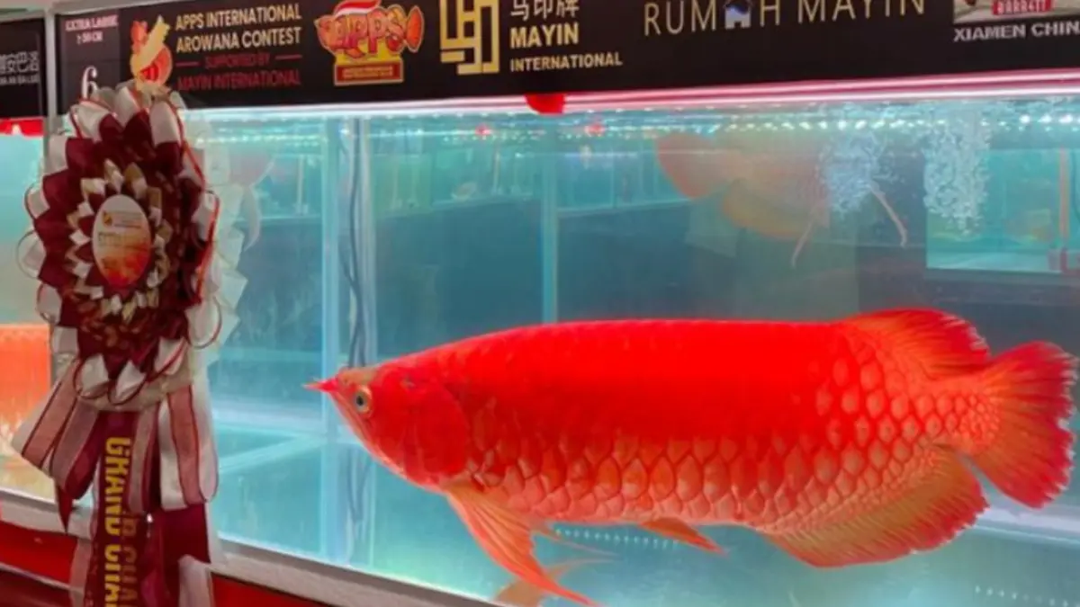 Kontes Arwana Internasional di Pontianak Jadi Momentum Dorong Ikan Hias Super Red Kalbar Tembus Pasar Global