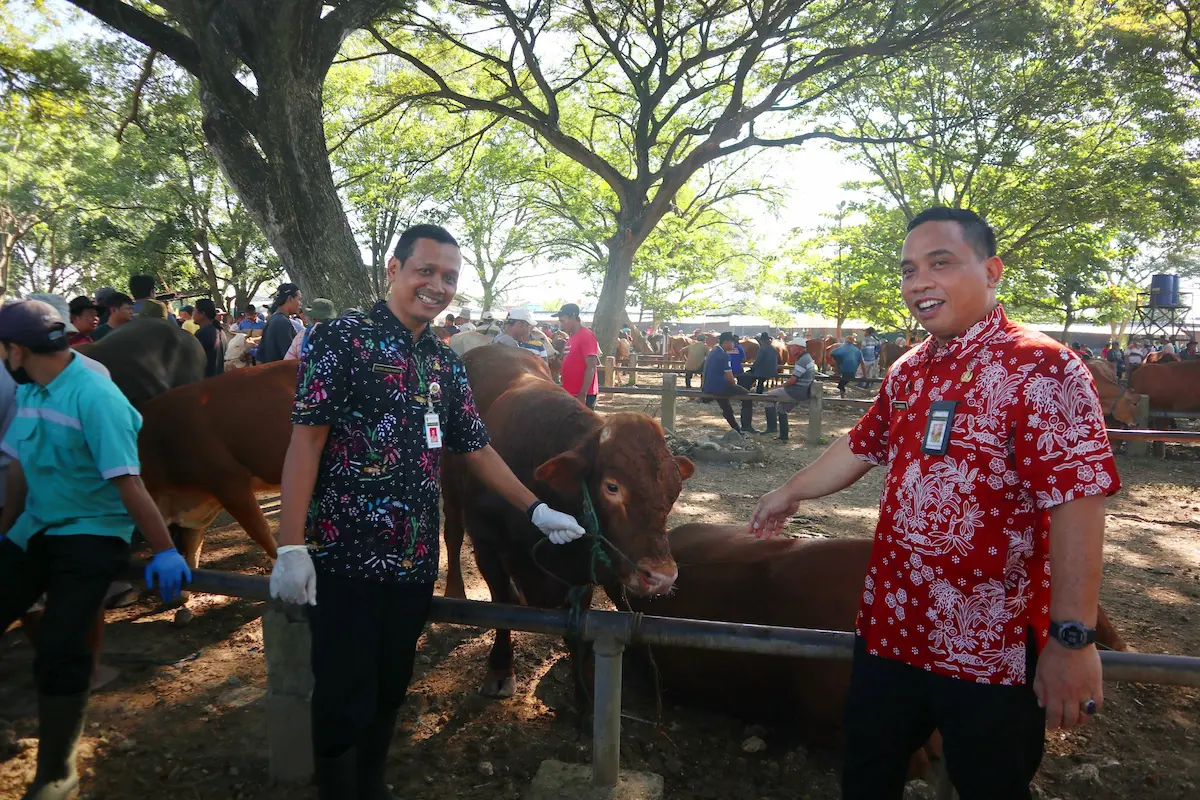 Harga Sapi di Pati Meroket Rp 1-2 Juta Jelang Iduladha 2026, Kambing Justru Lebih Murah