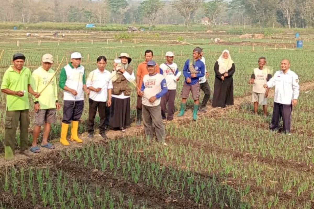 Dinas Pertanian Kulon Progo Kawal Penanaman Bawang Merah di Sentolo, Target Jaga Produktivitas 220 Hektare