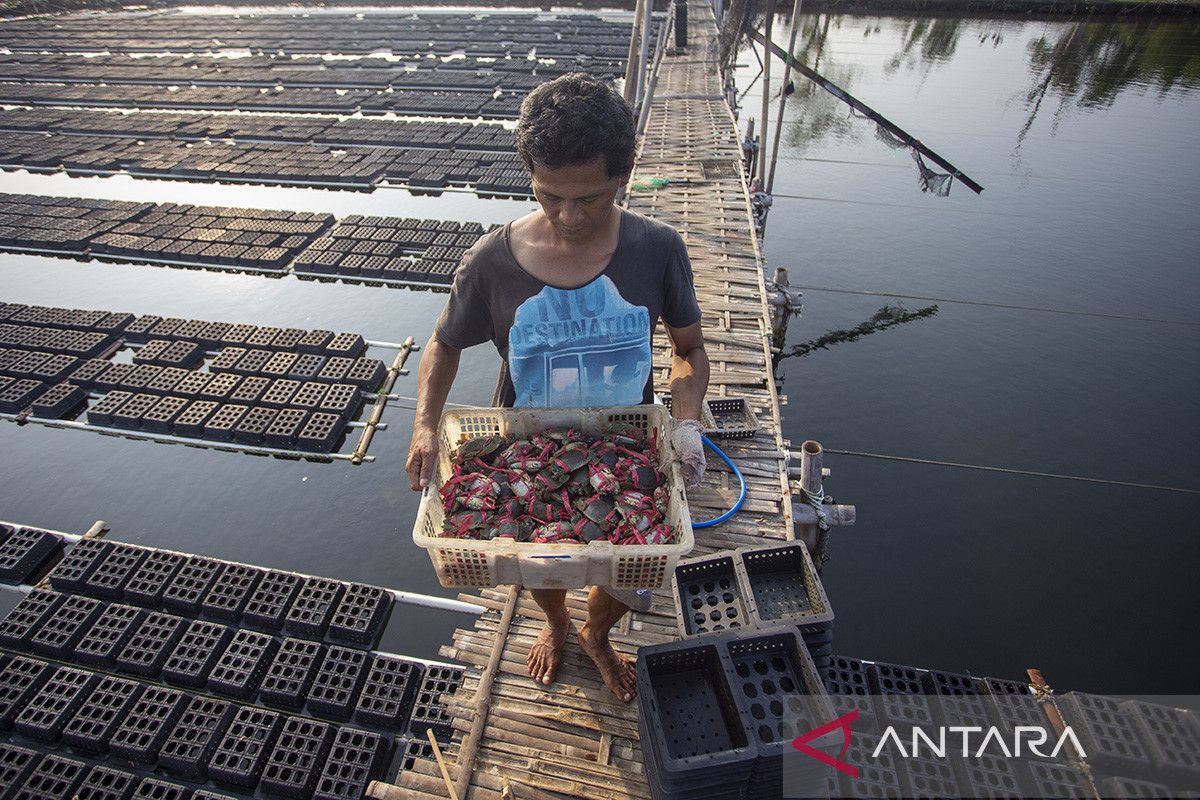 Budi Daya Kepiting Soka di Indramayu Tembus Pasar Ekspor, Omzet Petambak Capai Rp126 Juta per Bulan