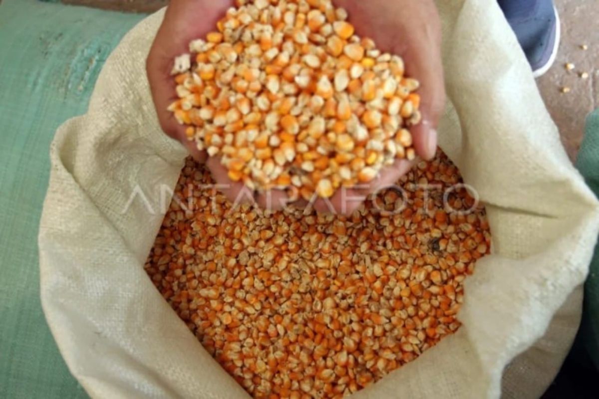 Bulog Sumut Serap 4.009 Ton Jagung Pipil Petani hingga Juli 2026, Fokus Penguatan di Karo dan Dairi