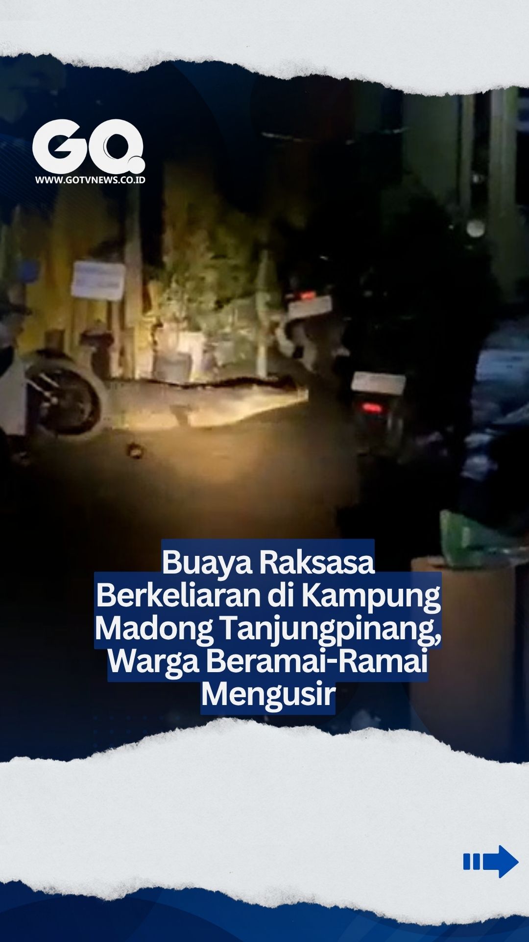 Buaya Muara Sepanjang 3 Meter Gemparkan Kampung Madong, Warga Bergotong Royong Giring Kembali ke Laut