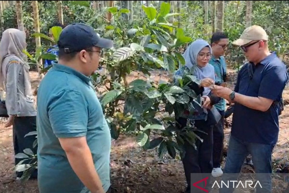 PLN Indonesia Power Resmikan Sekolah Lapang Kopi Liberika di Tanjab Barat, Petani Betara Dapat Pendampingan Teknis dan Bibit Unggul