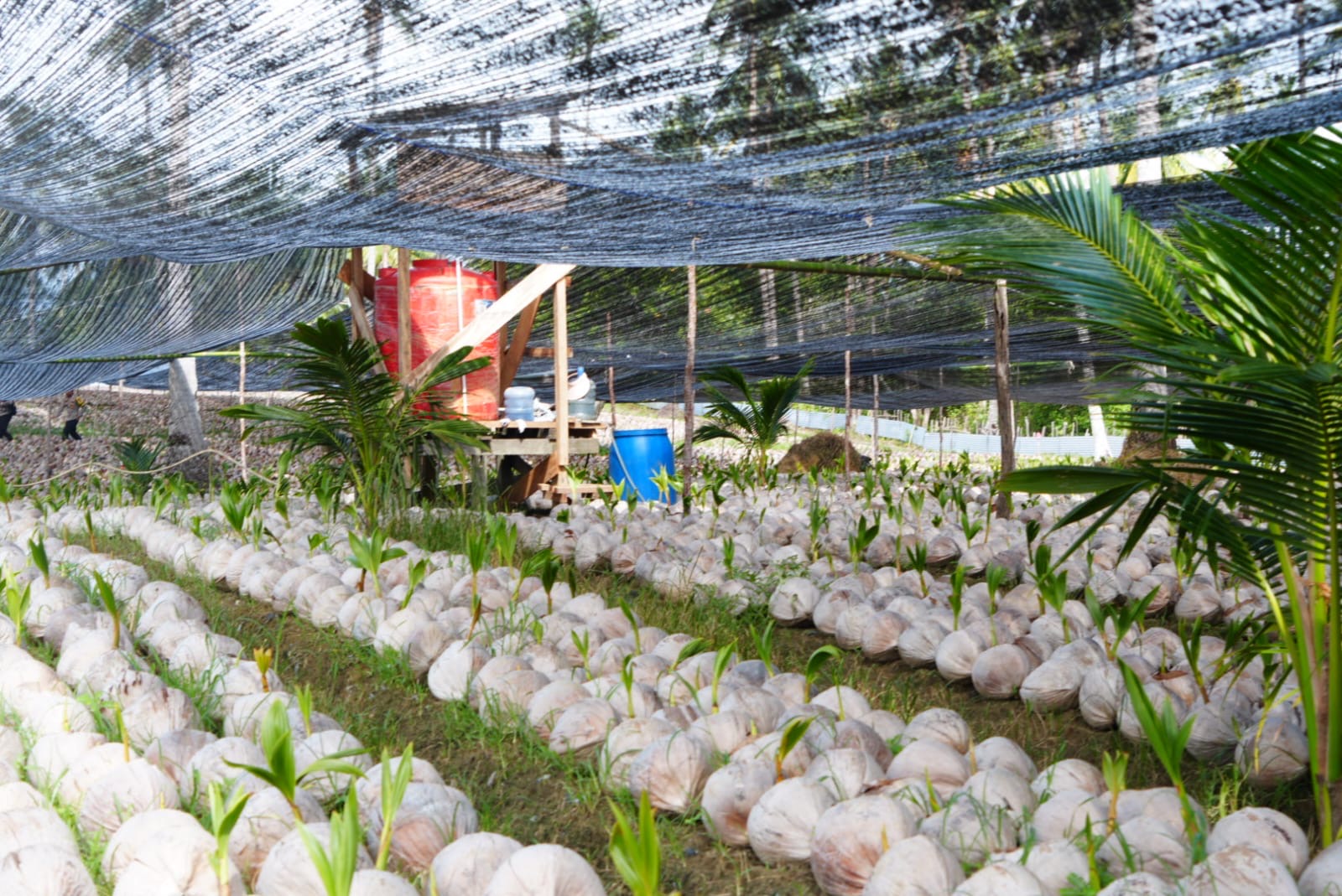 Wagub Kepri Tinjau Pengembangan 39.600 Bibit Kelapa Unggul Lokal di Natuna, Target Perkuat Sektor Perkebunan