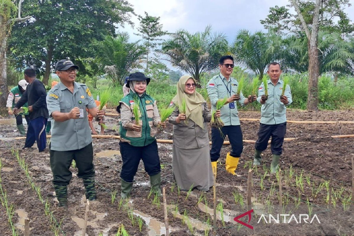 Target Luas Tambah Tanam Padi Kota Jambi Naik Jadi 538 Hektare pada 2026, DPKP Siapkan Sejumlah Strategi