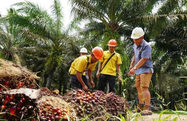 Harga TBS Sawit di Kaltim Turun Imbas CPO Melemah, Petani Plasma di Bumi Etam Mulai Rasakan Dampaknya