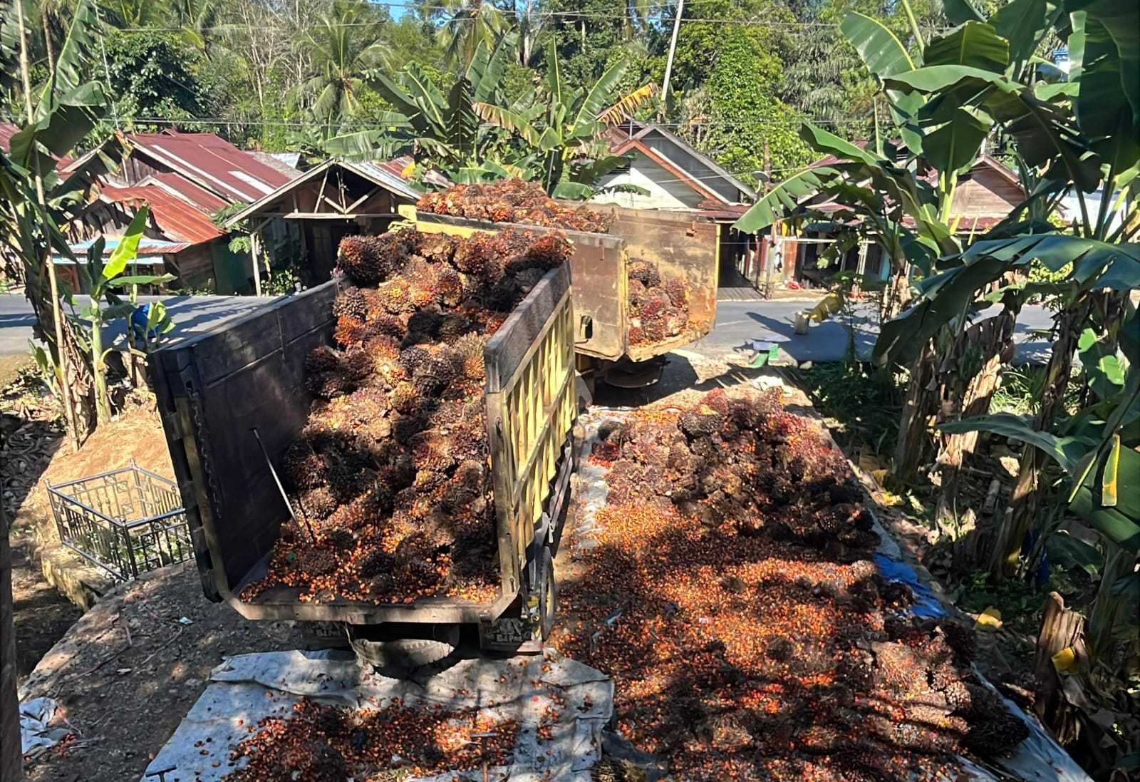 Harga TBS Sawit di Balangan Naik ke Rp2.300 per Kilogram, Petani Khawatir Biaya Produksi dan BBM Masih Tinggi