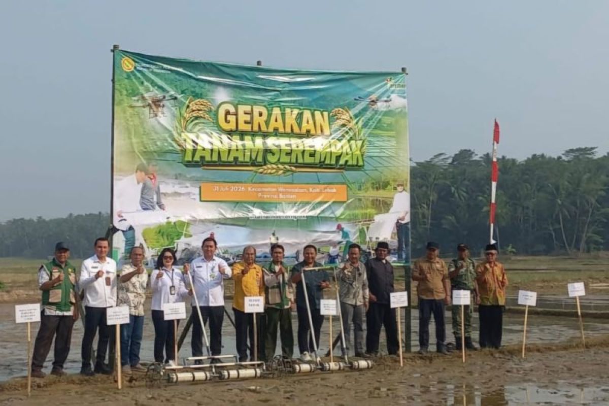 Pemkab Lebak dan Kementan Tanam Padi Serempak di 38 Hektare, Targetkan Produksi Gandakan Hingga 12,4 Ton per Hektare