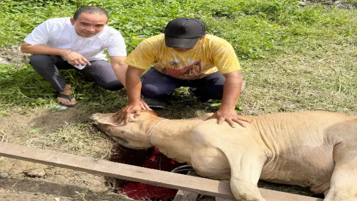 Ketua DPRD Deliserdang Zakky Shahri Siapkan 9 Ekor Sapi Kurban, Salurkan ke Warga Deliserdang hingga Hambalang