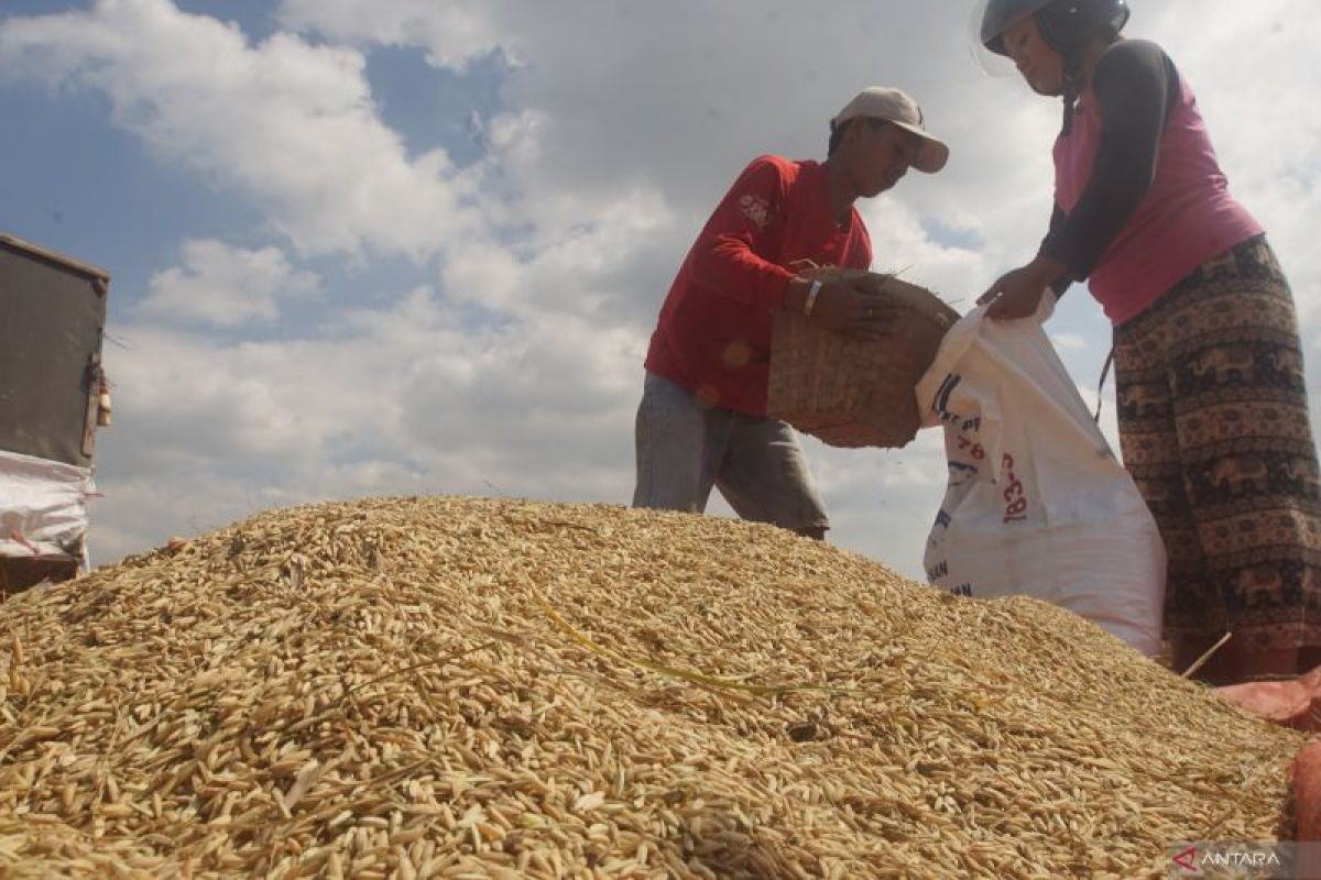 Produksi GKG Cianjur Capai 577 Ribu Ton hingga Juni 2026, DTPHP Optimistis Target 970 Ribu Ton Tercapai