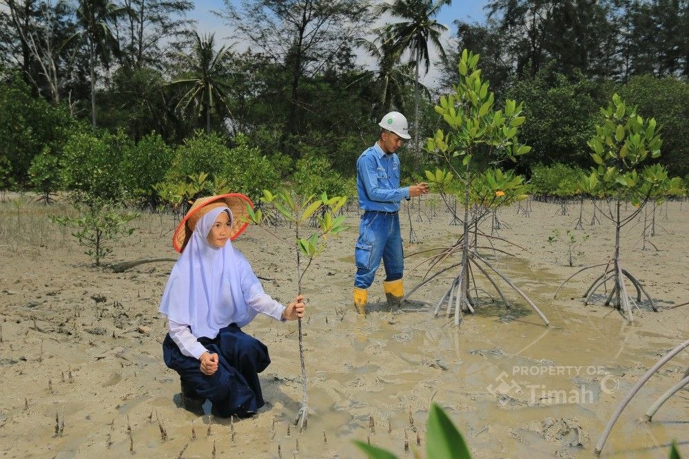 PT TIMAH Tanam 36.100 Bibit Mangrove di Bangka Belitung dan Kepri Sepanjang 2025 untuk Target Net Zero Emissions