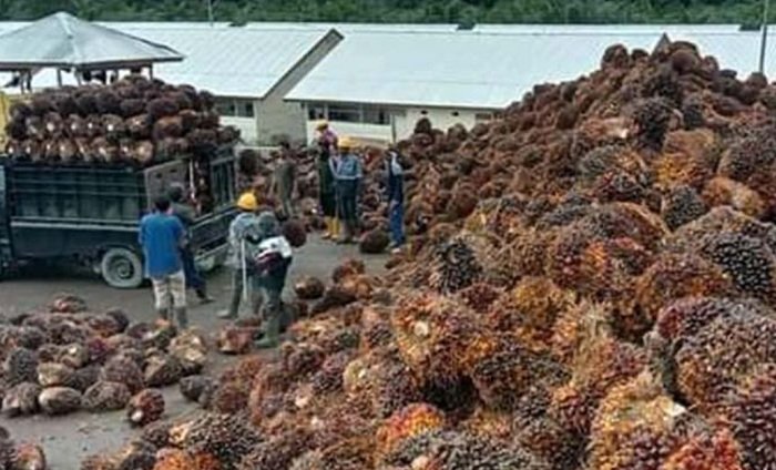 Harga TBS Sawit Petani di Aceh Barat Dipotong PKS, Selisih Rp200-Rp300 per Kg dari Ketetapan Pemerintah