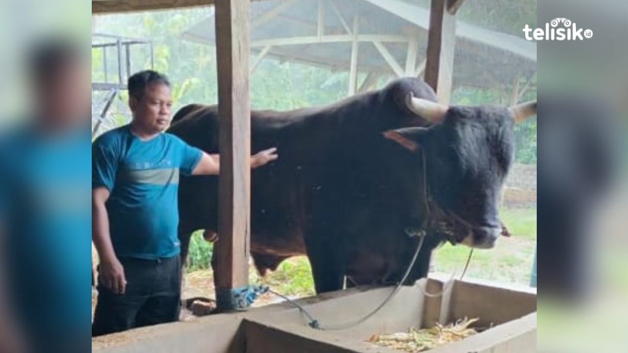 Presiden Prabowo Kembali Sumbang Sapi Kurban Limousin 1,1 Ton untuk Idul Adha di Muna, Disembelih di RPH