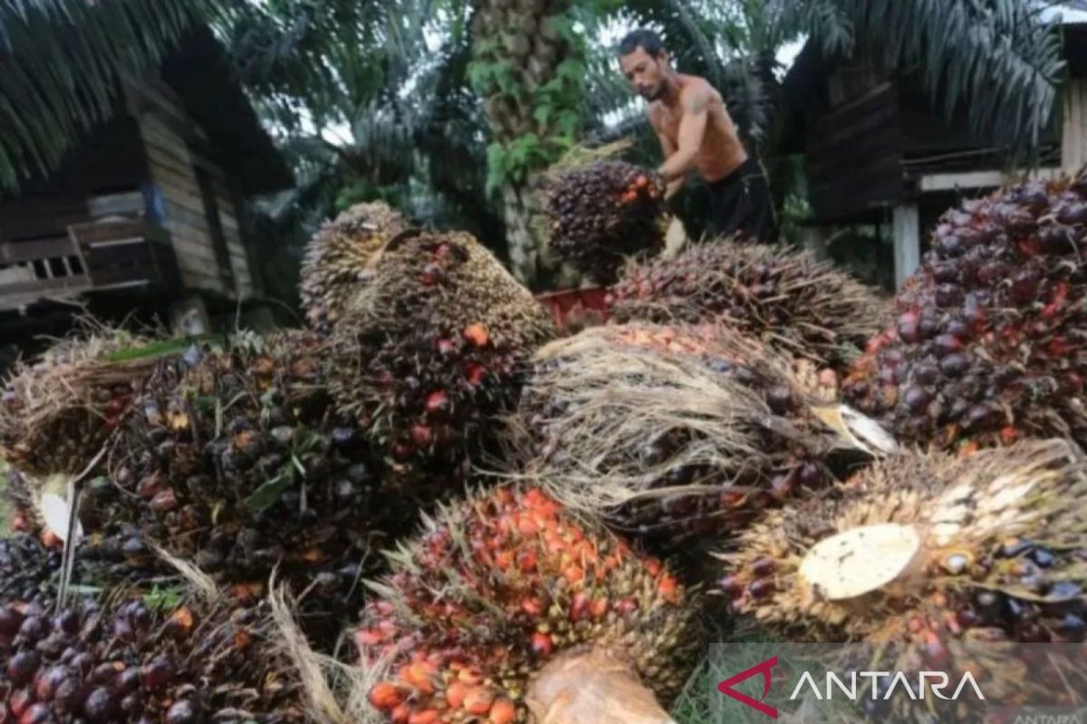 POPSI Minta Evaluasi B35 dan B40 Dulu Sebelum Pemerintah Paksakan Mandatori B50 ke Petani Sawit