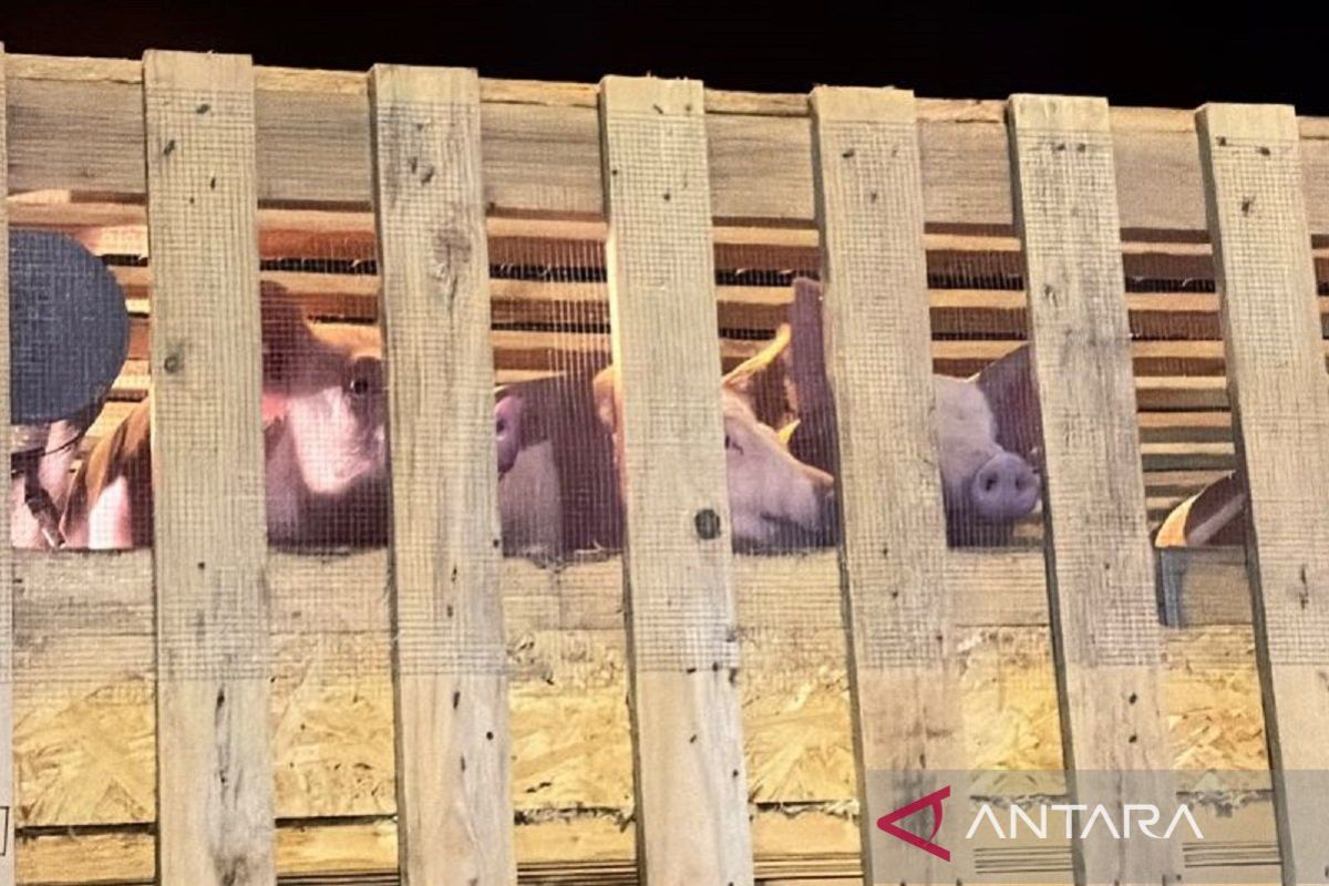 Pengusaha Manado Impor 546 Bibit Babi Hidup dari Denmark, Bantu Tutup Kekurangan 4 Juta Ekor per Tahun Akibat ASF