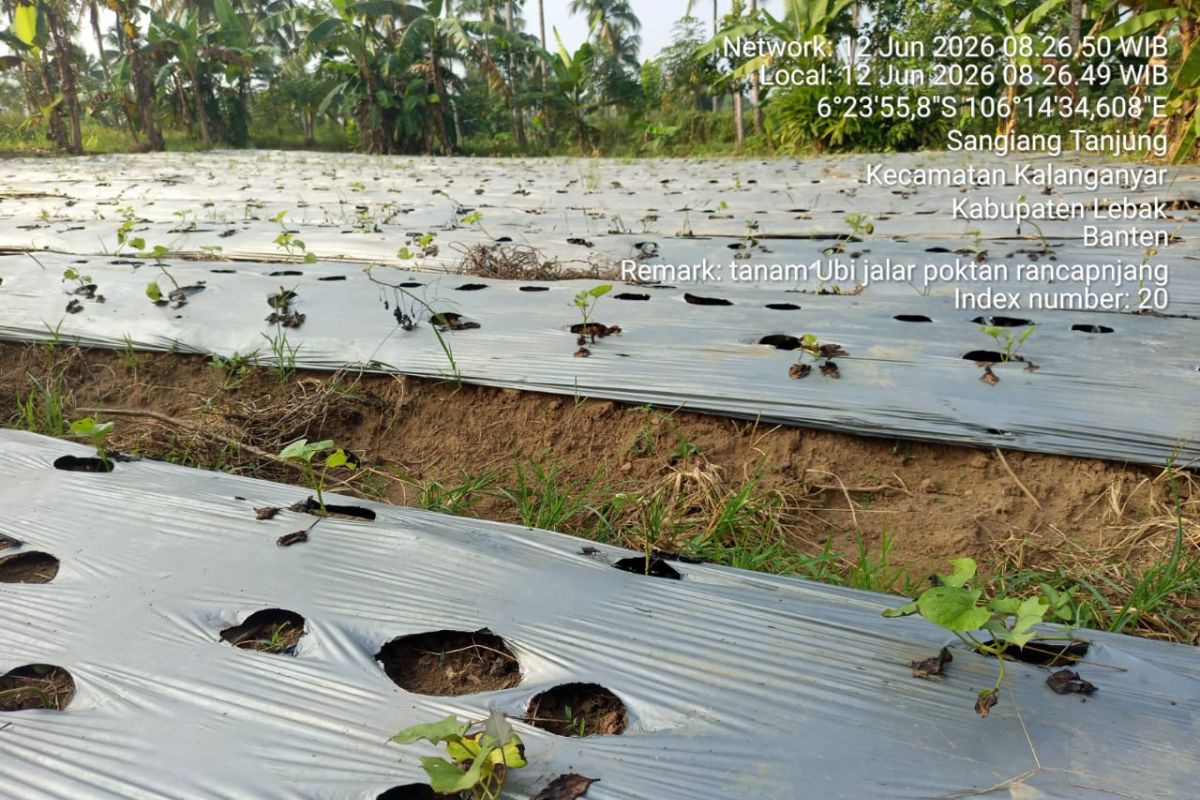 Distan Lebak Kembangkan Ubi Jalar Varietas Kuning Putih di Tiga Kecamatan, Target Panen 10 Ton per Hektare
