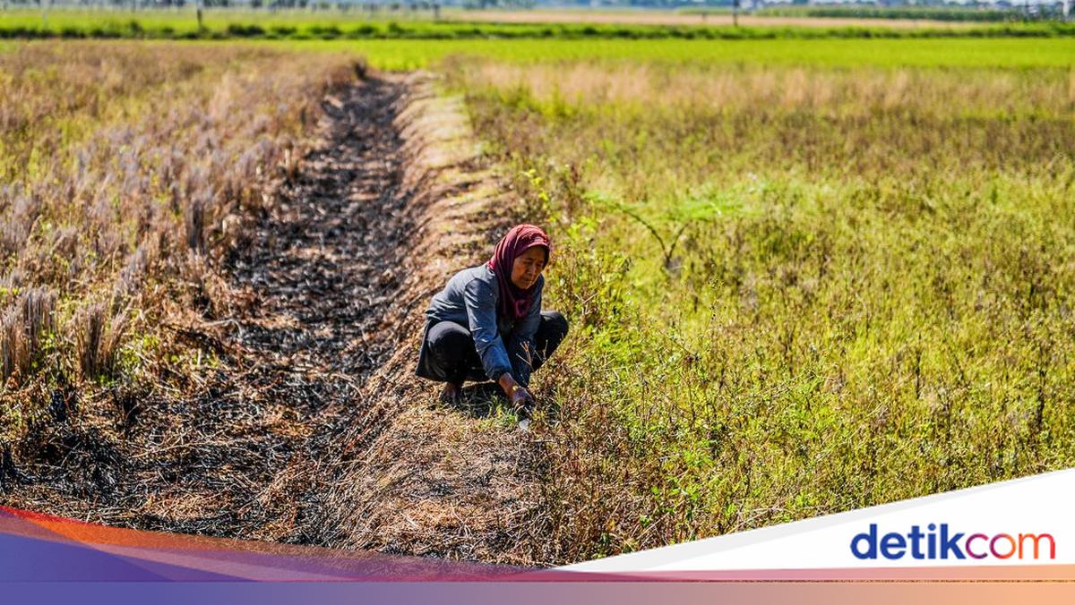 Status Siaga Darurat Kekeringan dan Karhutla Ditetapkan di 27 Kabupaten/Kota Jawa Barat Mulai Juli 2026