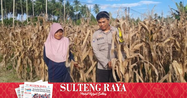 Polres Tojo Una-una Turun ke Lahan Jagung Warga di Tiga Kecamatan, Siapkan Panen Serentak 18 Mei
