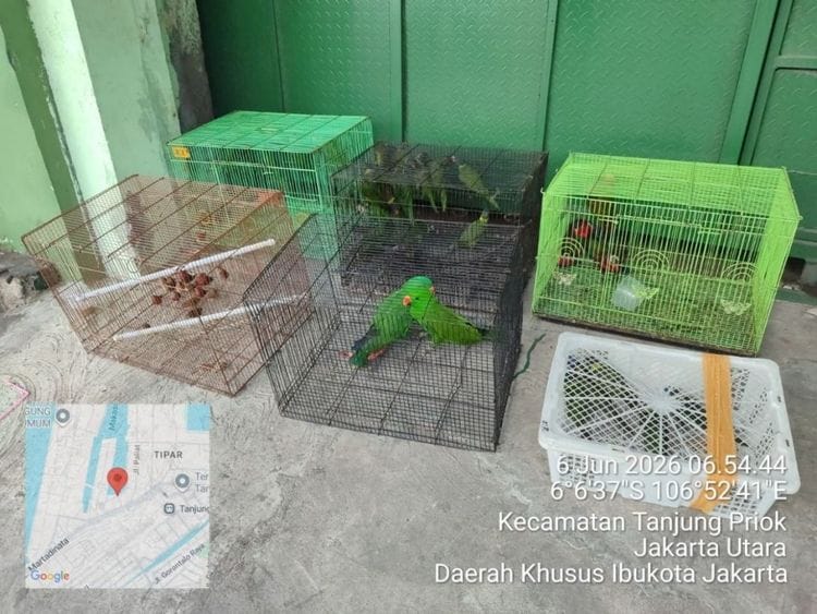Tim Gabungan Gagalkan Penyelundupan 100 Satwa Langka Papua di Tanjung Priok, Dua Oknum Aparat Jadi Tersangka