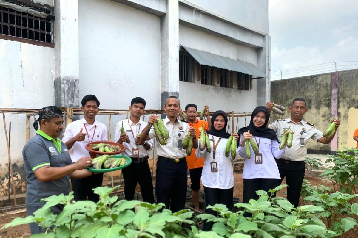 Lapas Baubau Latih Warga Binaan Bertani Terong, Panen Perdana 21 Kilogram Jadi Bekal Usai Bebas