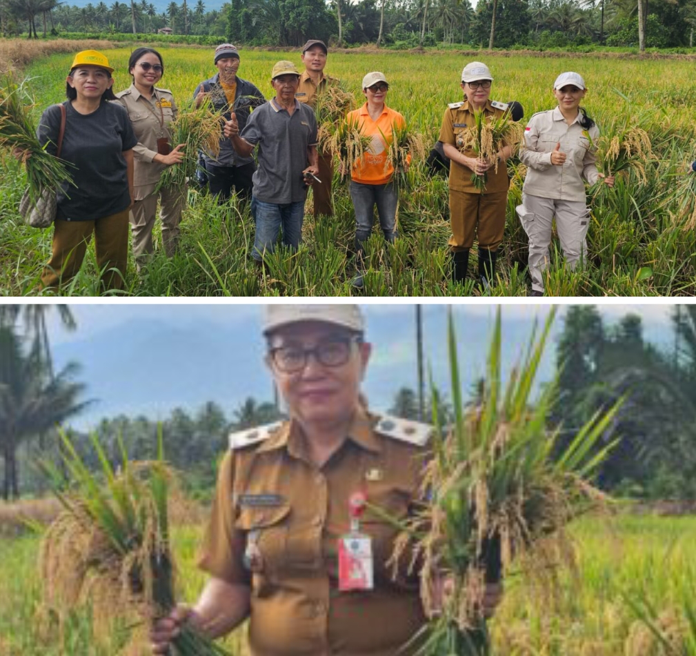 Panen Raya Padi di Minahasa Utara Dukung Target Swasembada Pangan Presiden Prabowo, Petani Tatelu Rondor Panen 0,9 Hektare