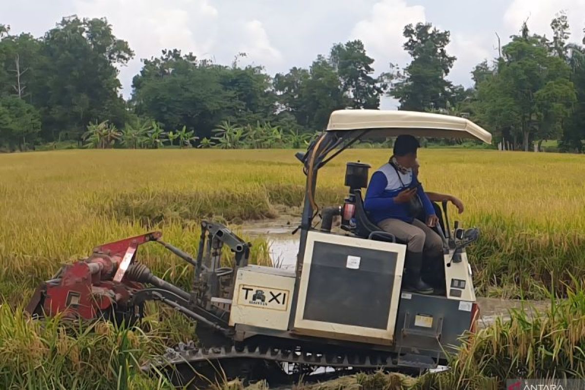 Produksi Padi Sumsel Tembus 2,8 Juta Ton GKG hingga Juli 2026, Target Akhir Tahun 4 Juta Ton