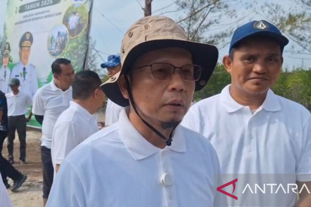 Peringati Hari Mangrove Sedunia, Pemkab Bangka Tengah Tanam 3.300 Bibit Mangrove di Pantai Menuang, Libatkan 500 Warga
