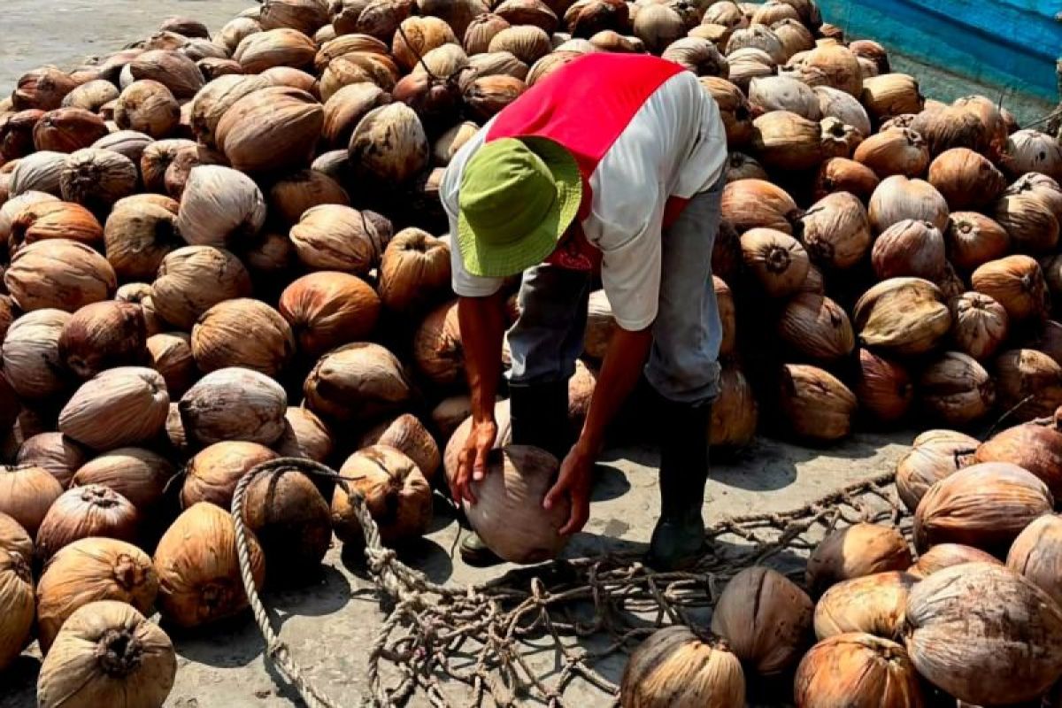 DKPP Natuna Pastikan 38.500 Bibit Kelapa Dalam Asal Daerah Perbatasan Berkualitas Unggul, Dapat Bantuan Kementan 2026