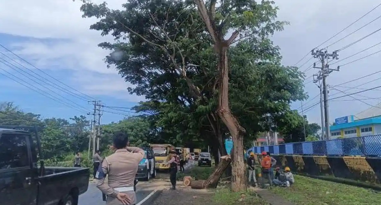 Bupati Bulukumba Andi Utta Keluarkan 8 Imbauan Warga Siaga Cuaca Ekstrem, Pohon Tumbang Timpa Jalan