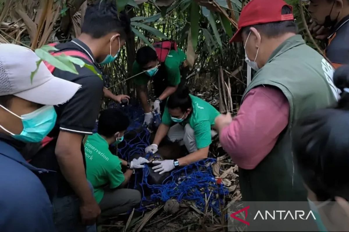 BKSDA Kaltim Evakuasi Orangutan Kurus Terisolasi di Perkebunan Kutai Kartanegara, Aliran Sungai Kering