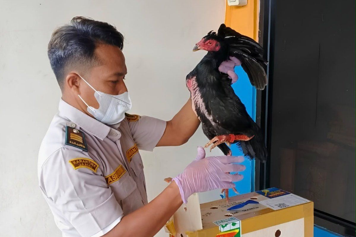 Karantina Jambi Perketat Pengawasan Ayam Bangkok dari Jawa hingga Bali, 2 Ekor Dimusnahkan