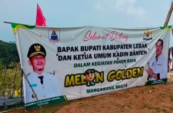 30 Ton Melon Premium dari Lebak Siap Panen, Petani Binaan Kadin Banten Tembus Supermarket Jakarta dan Tangerang