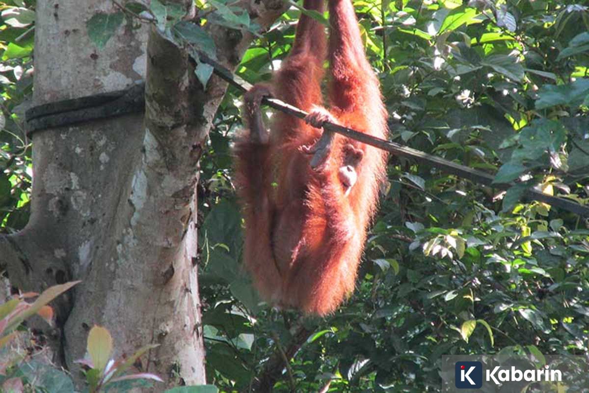 Bayi Orang Utan Sumatera Badar Lahir di Cagar Alam Jantho Aceh, Induk Bulan Korban Perdagangan Satwa