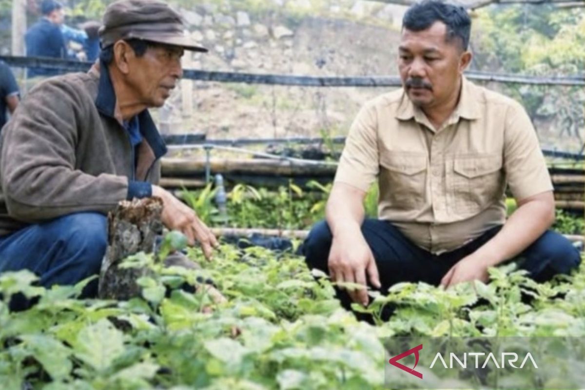 Pemkab Kerinci Dorong Nilam Jadi Komoditas Unggulan, Gandeng Buyer Tembus Pasar Ekspor