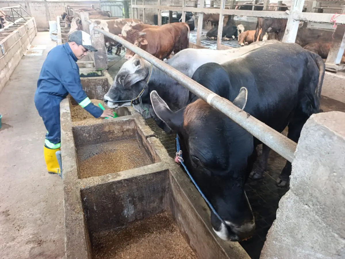 Populasi Sapi dan Kambing di Pati Anjlok 50 Persen Pascawabah PMK, Peternak Trauma Ternak Mati Massal