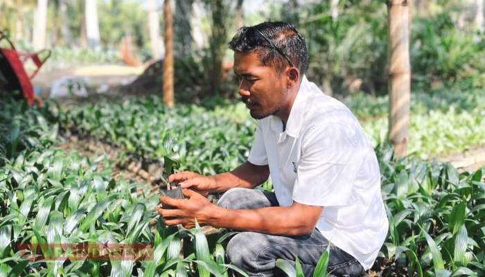 Mualaf Asal Dairi Rintis Usaha Pembibitan Kelapa Sawit di Aceh Timur, Kini Pekerjakan 12 Warga