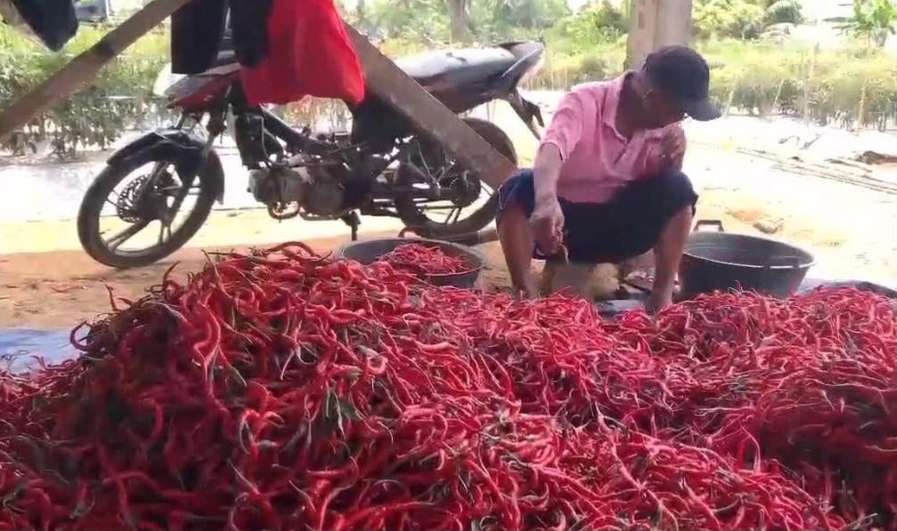 Harga Cabai Merah di Seluma Turun Jadi Rp60 Ribu per Kg, Tiga Sayuran Ini Justru Melonjak Naik