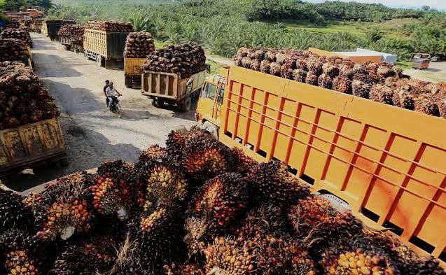 Harga TBS Sawit Sumatera Barat Periode II Mei 2026 Resmi Turun, Tertinggi Rp3.998 per Kilogram