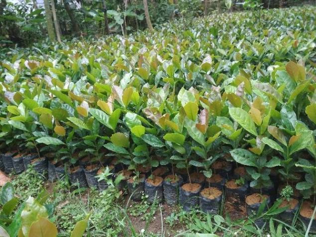 1.350 Hektare Lahan Kopi di Lima Kabupaten Bengkulu Bakal Diremajakan, Petani Dapat 1.000 Bibit Gratis